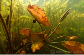 Young Water-lily ( Nymphaea alba )