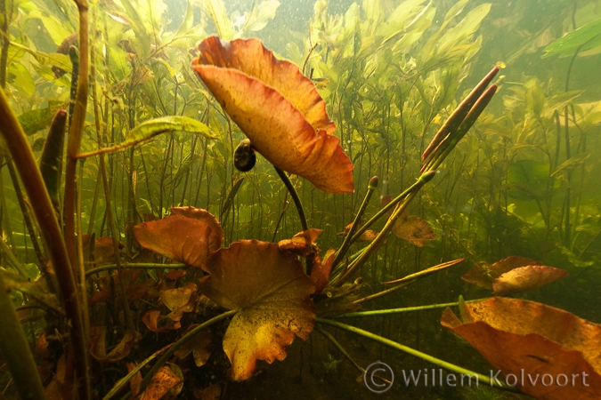 Uitlopende waterlelie ( Nymphaea alba ).