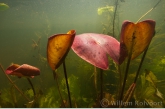 Jonge waterleliebladeren ( Nymphaea alba ).