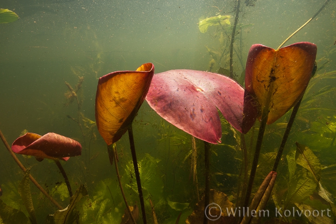 Jonge waterleliebladeren ( Nymphaea alba ).