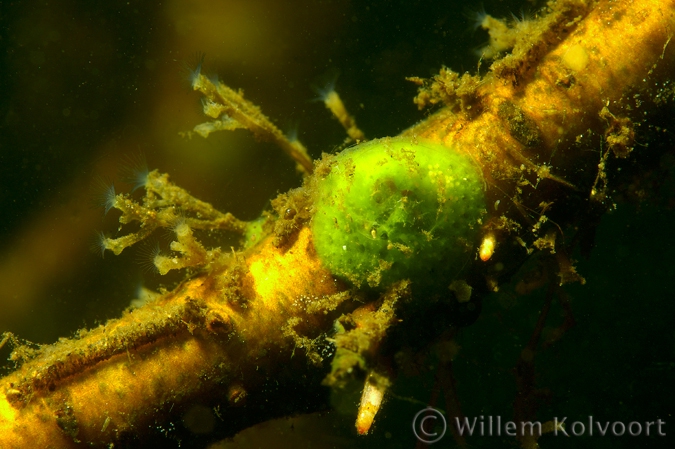 Mosdiertjes (Plumatella fruticosa) met spons op takje.