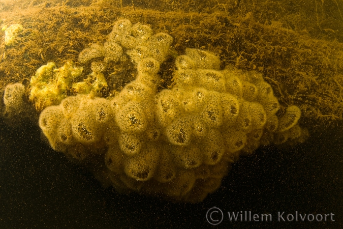 Mosdiertjes (Pectinella magnifica).