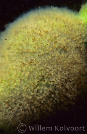 Mosdiertjes (Plumatella geimermassardi) close up.