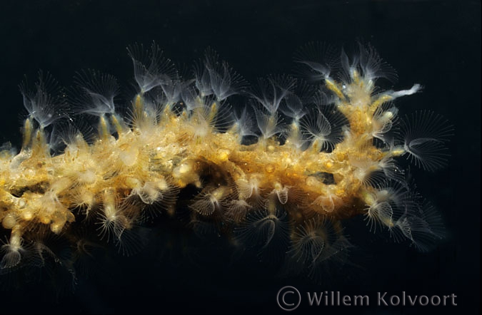 Mosdiertjes (Plumatella repens) close up.