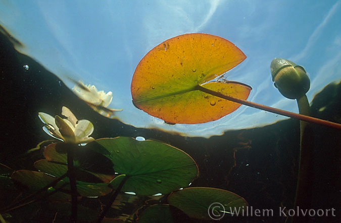 White Water-lily ( Nymphaea alba )