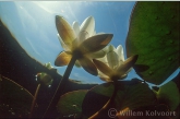 White Water-lily ( Nymphaea alba )