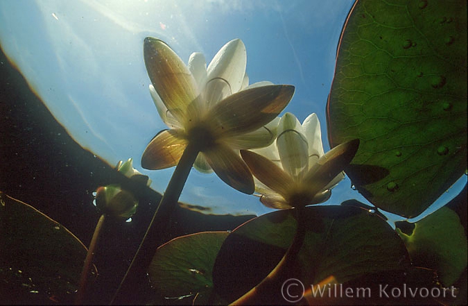 White Water-lily ( Nymphaea alba )