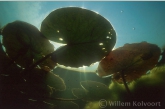 Waterleliebladeren ( Nymphaea alba ).