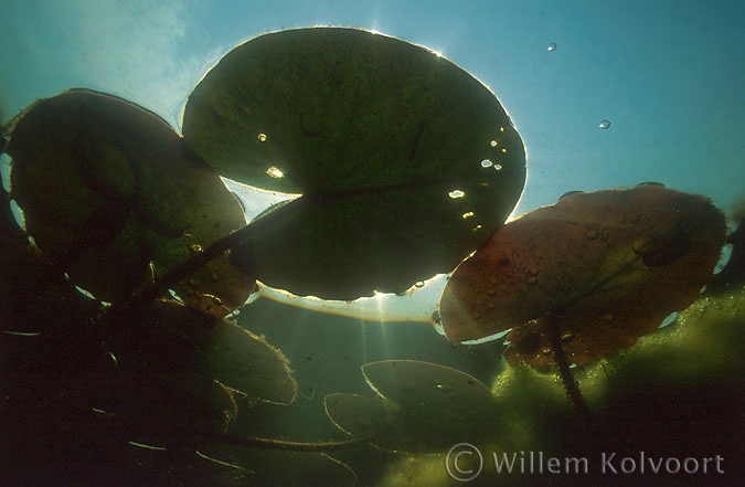 Waterleliebladeren ( Nymphaea alba ).