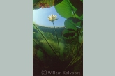 Waterlelie ( Nymphaea alba ). 