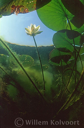 Waterlelie ( Nymphaea alba ). 