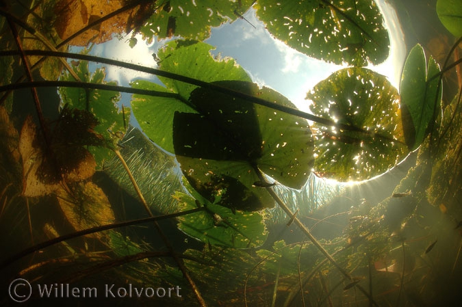 Onder de leliebladeren ( Nymphaea alba ).