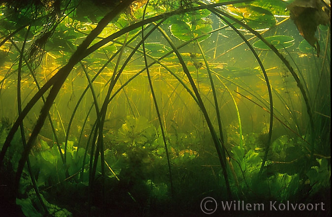 Gele plompenbos ( Nuphar lutea ).