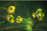 Yellow Water-lily ( Nuphar lutea ) seeds