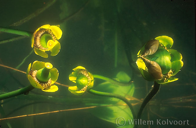 Zaaddozen van de gele plomp ( Nuphar lutea ).