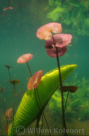 Watergentiaan met gele plomp.