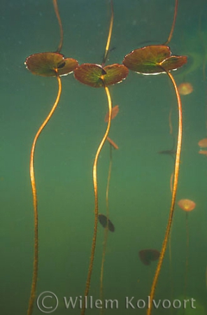 Fringed Water-lily ( Nymphoides peltata )