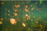 Fringed Water-lily ( Nymphoides peltata )