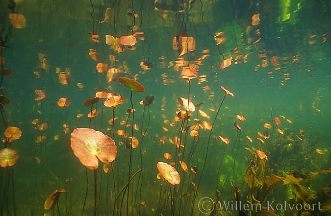 Watergentiaan ( Nymphoides peildata ). 