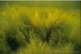 Stonewort