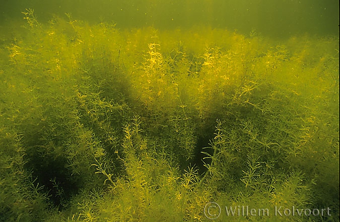 Stonewort