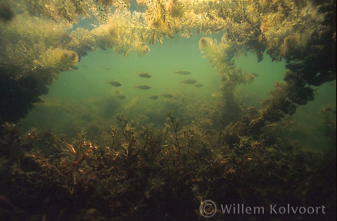 Baarsjes ( Perca fluviatilis ) tussen het blaasjesktuid.