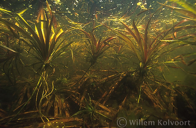 Krabbenscheer ( Stratiotes aloides ).