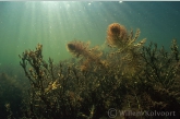 Great Bladderwort between Spiny Naiad