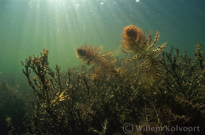 Great Bladderwort between Spiny Naiad