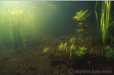 Water Violet ( Hottonia palustris )