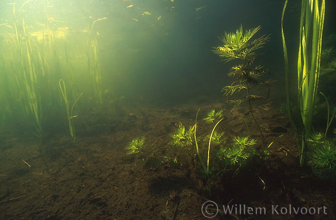 Landschap met waterviolier ( Hottonia palustris ).