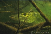 Snoek ( Esox lucius ) tussen de takken.