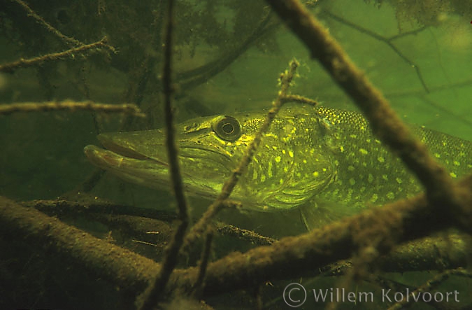 Snoek ( Esox lucius ) tussen de takken.