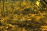 Young pike ( Esox lucius )