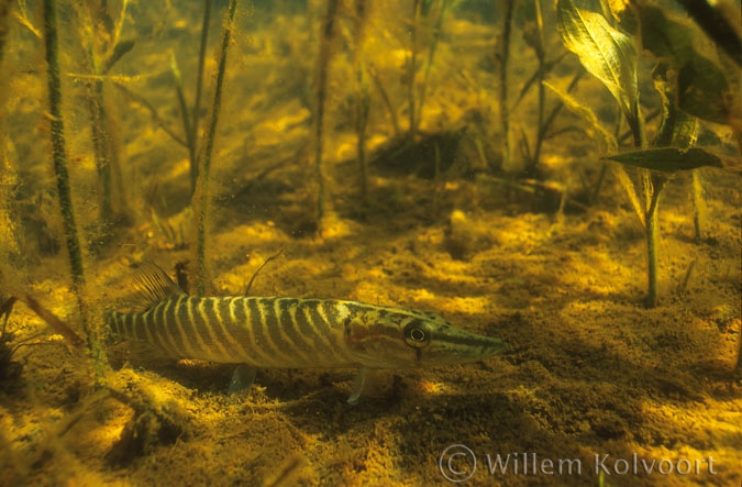 Jonge snoek ( Esox lucius ).