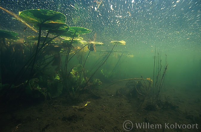 Landschap met waterlelies ( Nymphaea alba ).