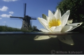 White water-lily ( Nymphaea alba ) and mill