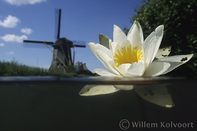 White water-lily ( Nymphaea alba ) and mill