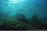 Seaweed landscape with fishes