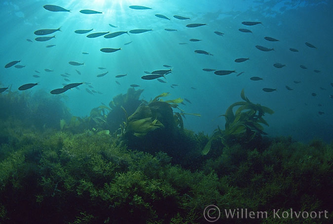 Seaweed landscape with fishes