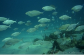 Black seabream ( Spondyliosoma cantharus )