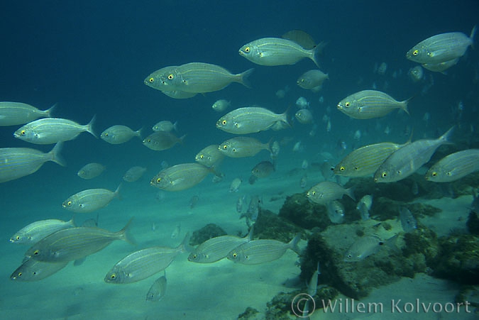 Zeekarpers ( Spondyliosoma cantharus )