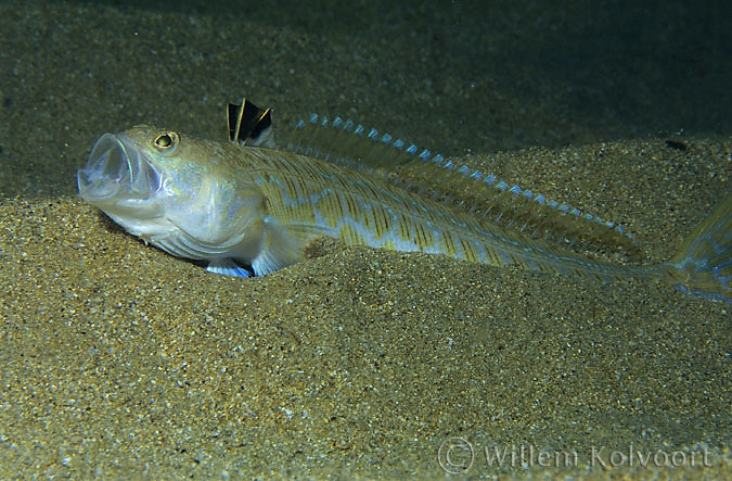 Grote pieterman ( Trachinus draco )