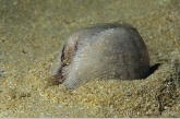 Common heart-urchin ( Echinocardium cordatum )