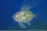 John Dory ( Zeus faber )