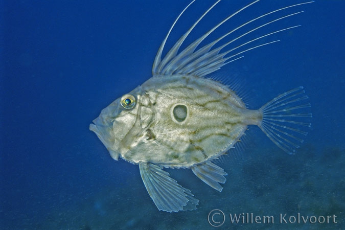 John Dory ( Zeus faber )