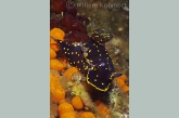 Nudibranch