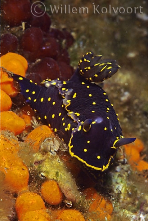 Nudibranch