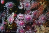 Jewel anemone ( Corynactis viridis )