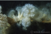 Plumose anemone ( Metridium senile ) on wreck